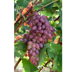 Vitis vinifera ´Jupiter´ / Stolové hrozno / Vinič ružový, C2