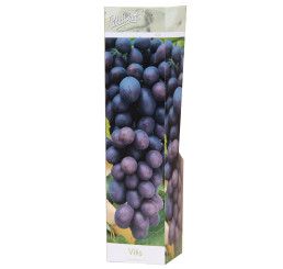 Vitis vinifera ´Modré´ / Stolové hrozno / Vinič modrý, K9