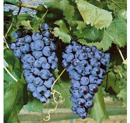 Vitis vinifera ´Muscat Blue´ / Stolové hrozno / Vinič modrý, C2