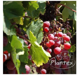 Vitis vinifera ´Sommerset´ / Stolové hrozno / Vinič , C2
