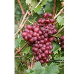 Vitis vinifera ´Vanessa´ / Stolové hrozno / Vinič ružový, BK
