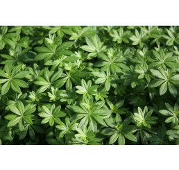 Galium odoratum BIO / Lipkavec marinkový, K12