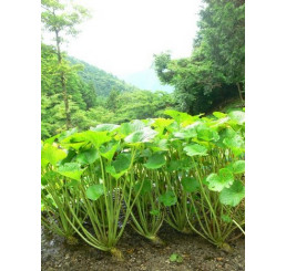 Wasabia japonica BIO / Wasabi / Japonský chren, K12