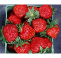 Fragaria ananassa ´Wendy´ / Skoro plodiaca jahoda, bal. 6 ks, 6xK7