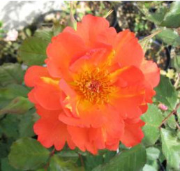 Rosa ´Westerland Orange´ / Ruža popínavá, krík, BK