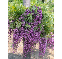 Wisteria sinensis ´Violacea Plena´ / Vistéria fialová, 60-80 cm, C2