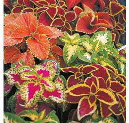 Coleus ´Wizard Mix´ / Koleus / Okrasná žihľava, bal. 3 ks, 3x K7