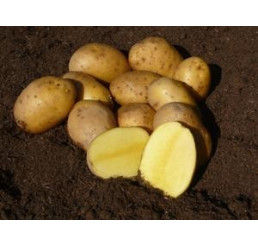 Solanum Tub. ´Agria´ / Sadbové zemiaky žlté, stredne skoré, bal. 2,5 kg, I.