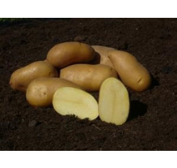 Solanum Tub. ´Colette´ / Sadbové zemiaky žlté, veľmi skoré, bal. 5 kg, I.