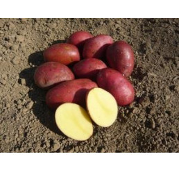 Solanum Tub. ´Laura´ / Sadbové zemiaky červené, bal. 5 kg, I.