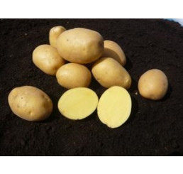 Solanum Tub. ´Marabel´ / Sadbové zemiaky žlté, skoré, bal. 5 kg, I.