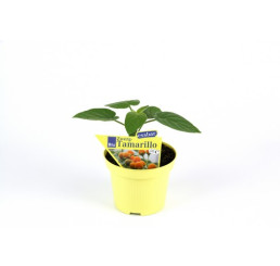 BIO Solanum abutiloides / Mini rajčiakovec, K12
