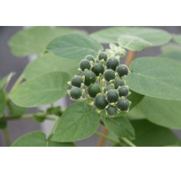 BIO Solanum abutiloides / Mini rajčiakovec, K12