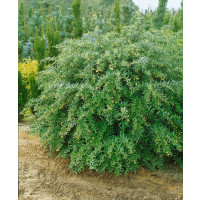 Berberis julianae / Dráč Júliin, 15-30 cm, C1,5