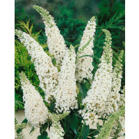 Buddleia davidii ´White Bouquet´ / Budleja biela, 40-50 cm, C1