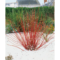 Cornus alba ´Sibirica´ / Svíb biely, 40-50 cm, C2