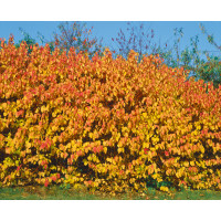 Cornus sanguinea / Svíb obyčajný, 50-80 cm, C2 na živý plot
