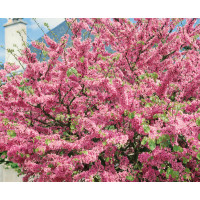 Cercis siliquastrum / Judášovec strukový, 20-30 cm, K9