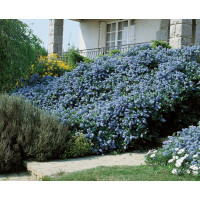 Ceanothus thyrsiflorus repens / Ceanot, 20-25 cm, K12
