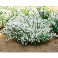 Deutzia gracilis / Trojpuk, 30-40 cm, C1,5