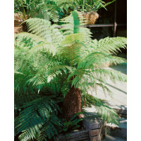 Dicksonia antarctica / Stromová papraď, C2, 15-25 cm 