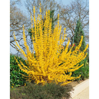 Forsythia x intermedia ´Lynwood Gold´ / Zlatý dážď / Zlatovka prostredná, 20-30 cm, C3,5