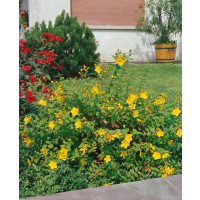 Hypericum calycinum ´Hidcote´ / Ľubovník kalíškatý, 40-50 cm, C3