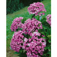 Hydrangea macrophylla ´Ayesha´ / Hortenzia kalinolistá, 20-30 cm, C2