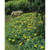 Hypericum calycinum ´Rose of Sharon´ / Ľubovník kalíškatý, K9