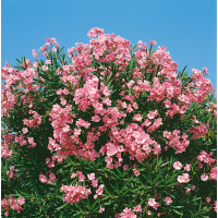 Nerium oleander ´Pink´ / Oleander ružový, 20 cm, K9