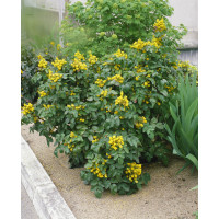 Mahonia aquifolium / Mahónia cezmínolistá, 15-20 cm, C1