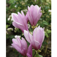Magnolia ´George Henry Kern´ / Magnólia, 40-60 cm, C3