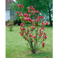 Magnolia liliflora ´Nigra´ / Magnólia ľaliokvetá, 20-30 cm, K9/K12