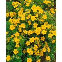 Potentilla fruticosa 'Goldfinger' / Nátržník žltý, 20-25 cm, C1,5