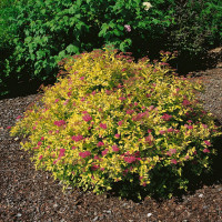 Spiraea japonica ´Golden Princess´ / Tavoľník japonský, 20-30 cm, C1,5