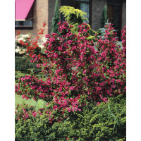 Weigela florida ´Bristol Ruby´ / Vajgela kvetnatá, 20-30 cm, K12