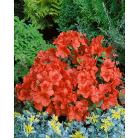 Azalea japonica ´Santa Maria´ / Azalka japonská čerená, 20-30 cm, C2