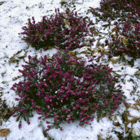 Erica darlayensis ´Kramers Rote´ / Vresovec, 15-20 cm, K12