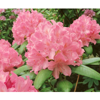 Rhododendron hybr. ´Elegans Pink´ / Rododendrón ružový, K9
