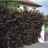 Berberis thunbergii ´Atropurpurea´ / Dráč, 30-40 cm, C2