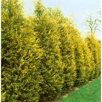 Cupressocyparis leylandii ´Gold Rider´/ Cyprusovec leylandský, C2