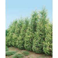 Cupresocyparis x leylandii ´Variegata´ / Cyprusovec leylandský, 50-60 cm, C1,5
