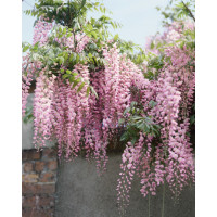 Wisteria floribunda ´Rosea´ / Vistéria mnohokvetá, 80-100 cm, C2