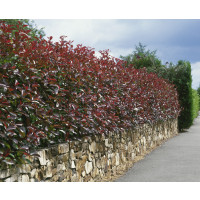 Photinia fraseri ´Red Robin´ / Červienka, 20-25 cm, K9