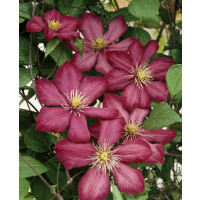 Clematis ´Ville de Lyon´ / Plamienok, 50-60 cm, C2