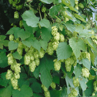 Humulus lupulus / Okrasný chmeľ, Chmeľ obyčajný, K11