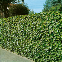 Hedera helix ´Hibernica´ / Brečtan, C1,5