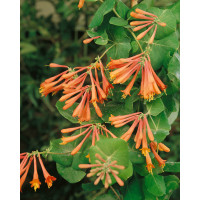 Lonicera brownii ´Dropmore Scarlet´ / Zemolez, 80-100 cm, C2