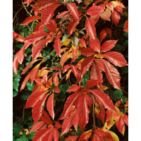 Parthenocissus quinq. ´Engelmannii´ / Pavinič päťlaločný , K9