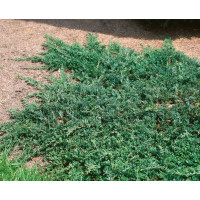 Juniperus horizontalis ´Wiltonii´ / Borievka, 15-20 cm, K9